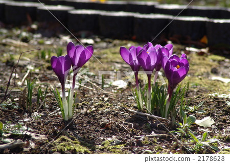 March Crocus和Iridaceae 67 2178628