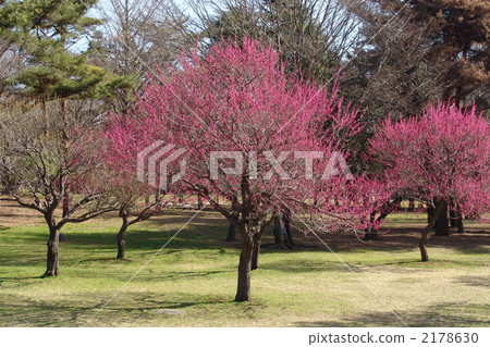 三月Cova-Rosaceae 33 三月Cova-Rosaceae 33 2178630