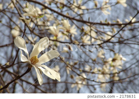 March Kobushi和Magnolia家族09 2178631