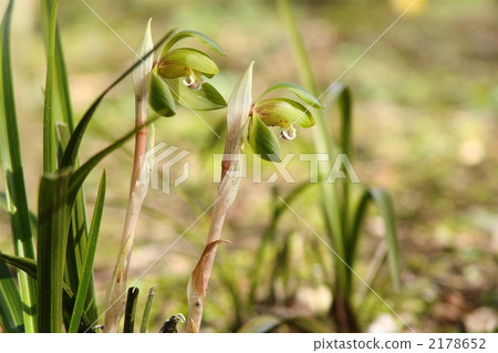 March Shunlun · Orchid family 10 2178652