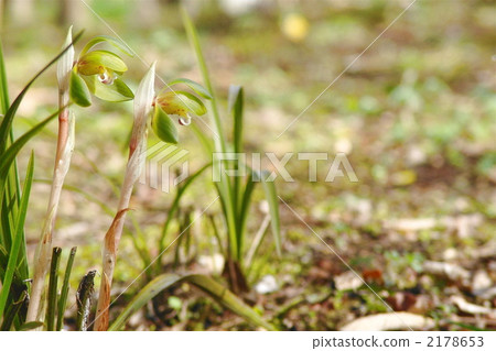 三月順倫·蘭花家族11 三月順倫·蘭花家族11 2178653