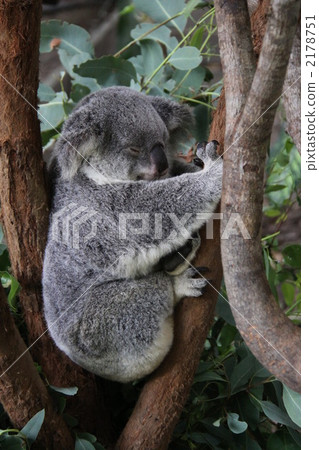 koala bear, koala, animal 2178751
