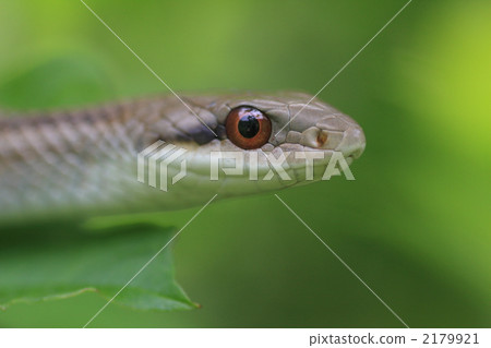 Shimate snake Shimate snake 2179921