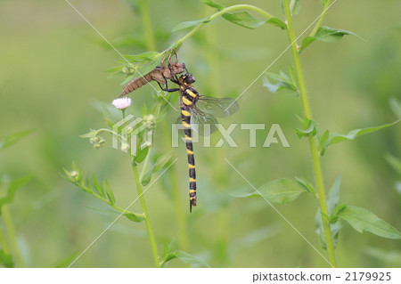 Onyangma的出現 Onyangma的出現 2179925