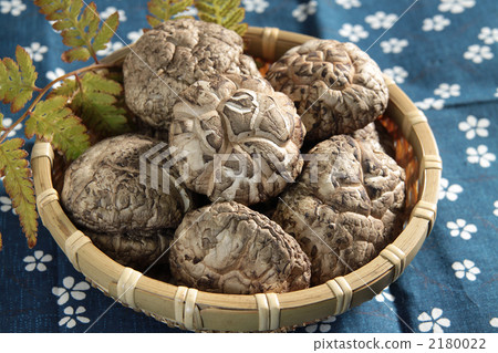 Dick shiitake mushroom 2180022