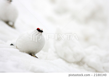 冬季羽毛松雞 2180140