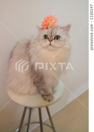 Cat sitting on chair 2180247