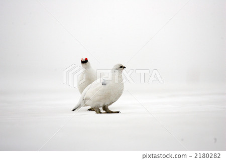 冬季羽毛松雞 2180282