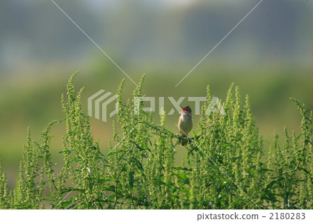 Oyo Yoshikiri 2180283