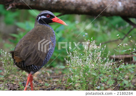 沖繩鐵路 2180284