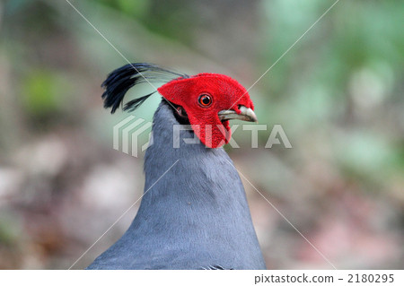 Foreign Pheasant 2180295