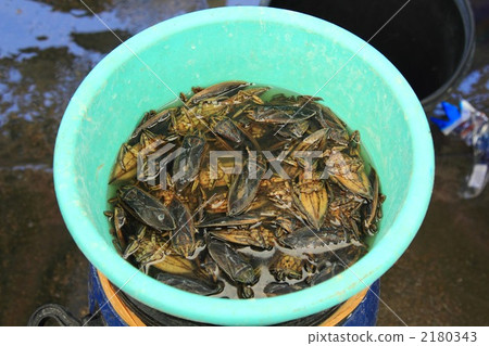 Tagame昆蟲食物曼谷泰國 2180343