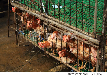 Chicken cage Bangkok Thailand 2180529