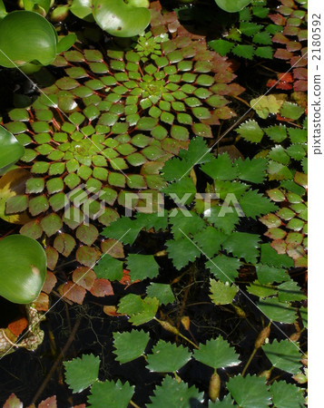 Hish和Kobito Himebishi Hish和Kobito Himebishi 2180592