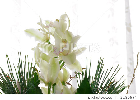 蘭花 2180654