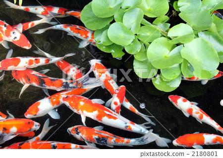 彩色鯉魚 2180801