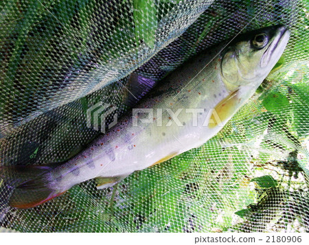 Amago on a fish tackle 2180906