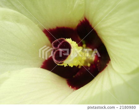 Beautiful okra flowers like hibiscus 2180980