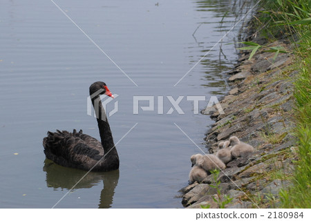 adult bird, black swan, chick 2180984