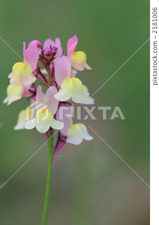 相當開花的公主金魚 2181006