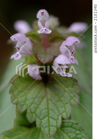 Lamium amplexicaule Lamium amplexicaule 2181340