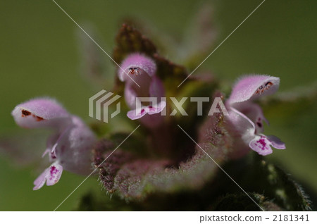 Lamium amplexicaule 2181341