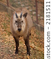The autumn Japanese serow 2181511