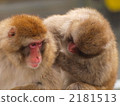 Japanese macaques grooming 2181513