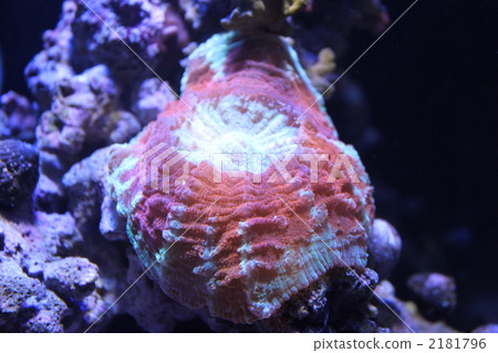 Thistle rump 2181796