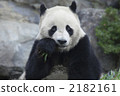 Panda to eat 2182161