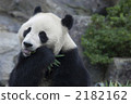 Giant panda to eat 2182162