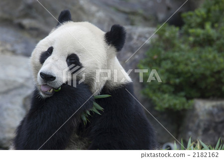 Giant panda to eat 2182162