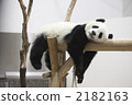 A nap giant panda 2182163