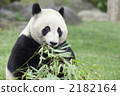 Giant panda eating bamboo leaves 2182164
