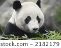 Giant panda eating bamboo leaves 2182179