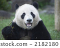 A big mouth giant panda 2182180
