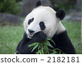 Giant panda eating bamboo leaves 2182181