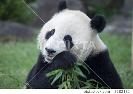 吃竹子葉子的大熊貓 吃竹子葉子的大熊貓 2182181