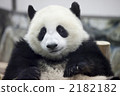 Child of giant panda 2182182