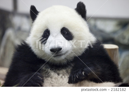 Child of giant panda Child of giant panda 2182182