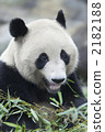 Giant panda eating bamboo leaves 2182188