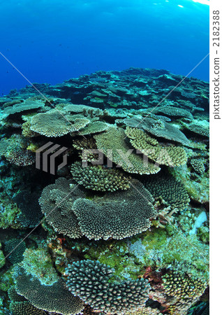 Table coral 2182388