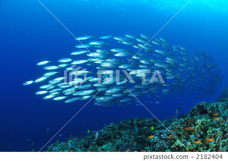 Horse mackerel 2182404