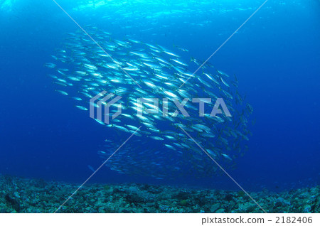 Horse mackerel Horse mackerel 2182406