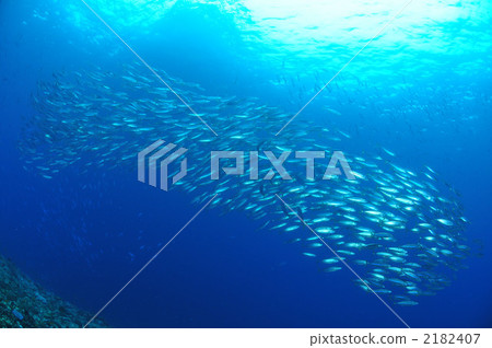 Horse mackerel Horse mackerel 2182407