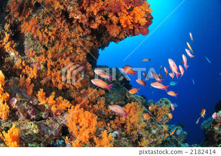 Spinach Spinach 2182414