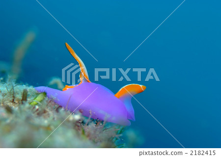 Murasaki lantern Murasaki lantern 2182415