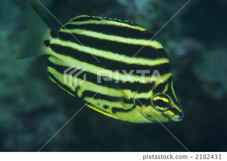 Kagokakidai Kagokakidai 2182431