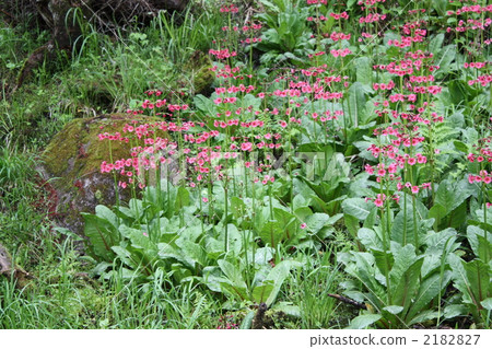 Kinensou community Kinensou community 2182827