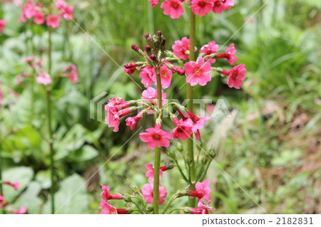 Kinensou community 2182831